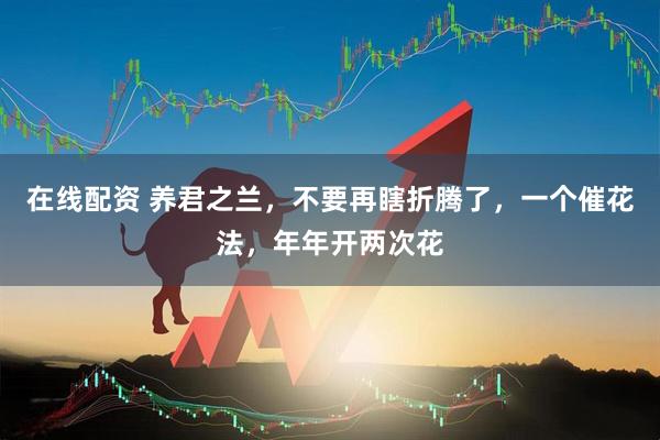 在线配资 养君之兰，不要再瞎折腾了，一个催花法，年年开两次花